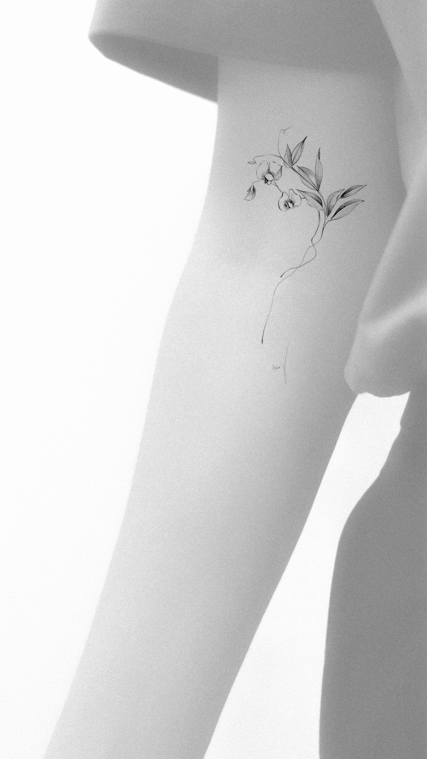  Sweet pea flower