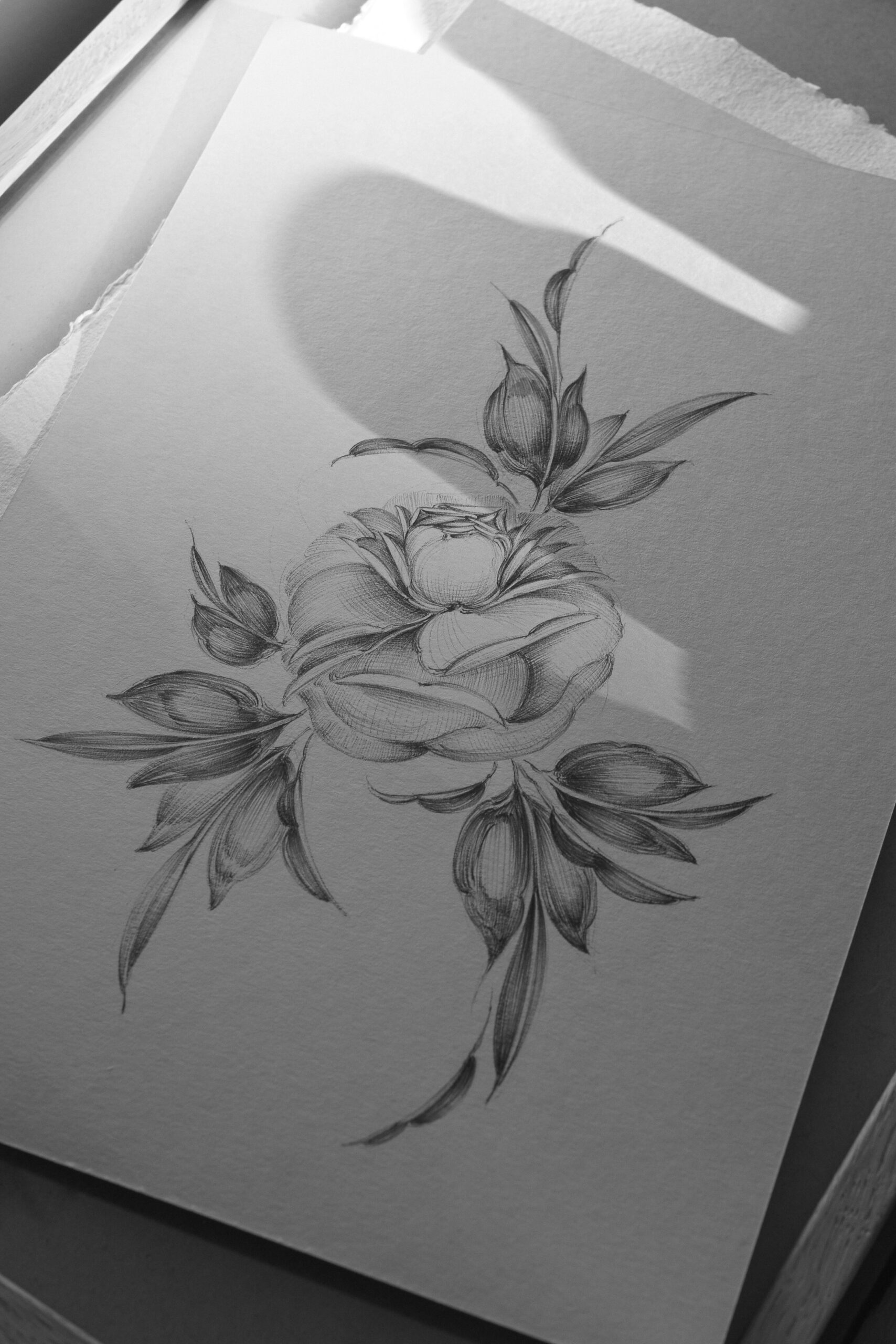  Peony flower / 02