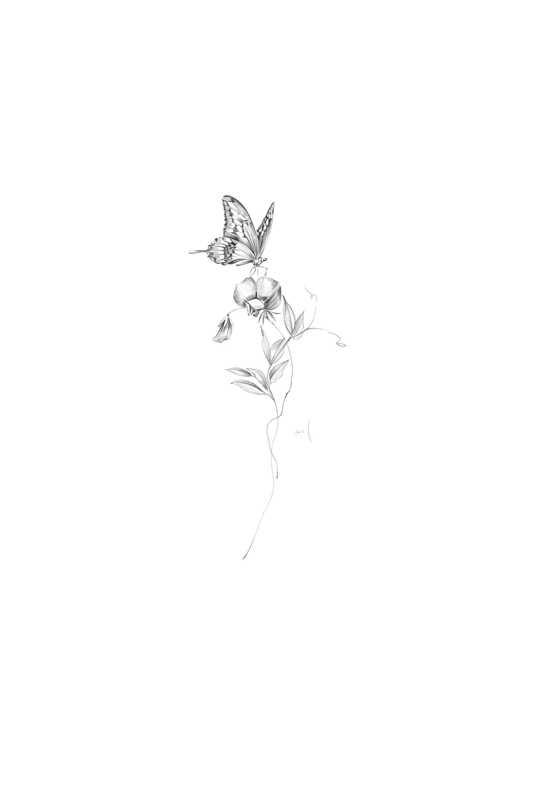  butterfly and sweet pea