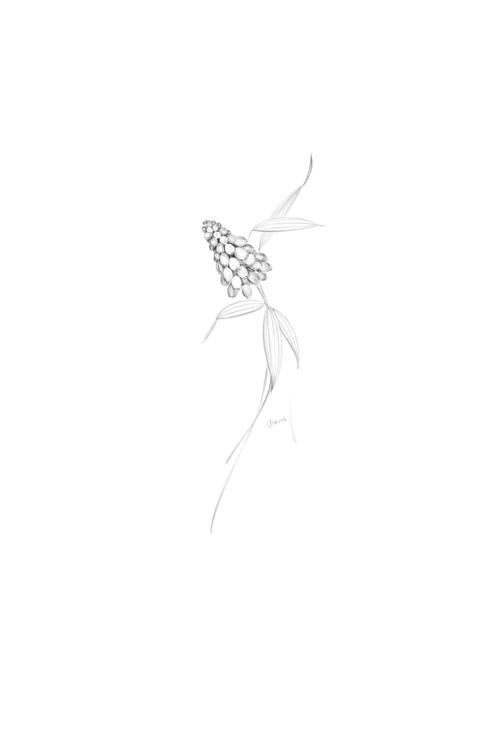  Grape hyacinth 3